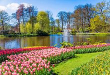 فستیوال گل‌های لاله (Keukenhof و Bloemencorso)