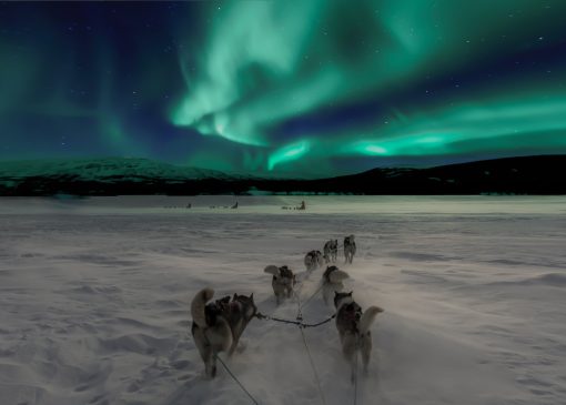 شفق قطبی به همراه سورتمه از گرگ ها که که حرکت میکنند
