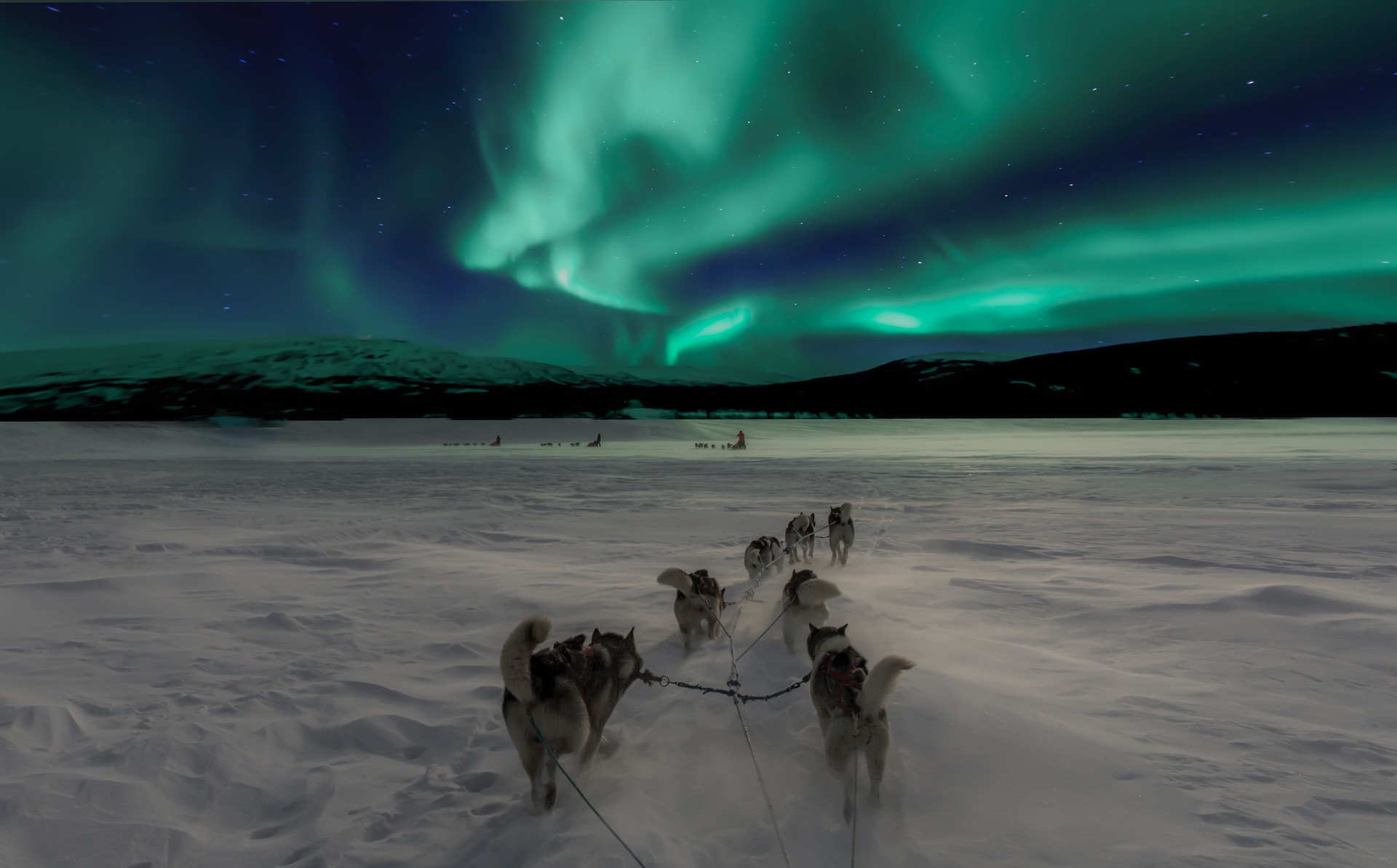 شفق قطبی به همراه سورتمه از گرگ ها که که حرکت میکنند